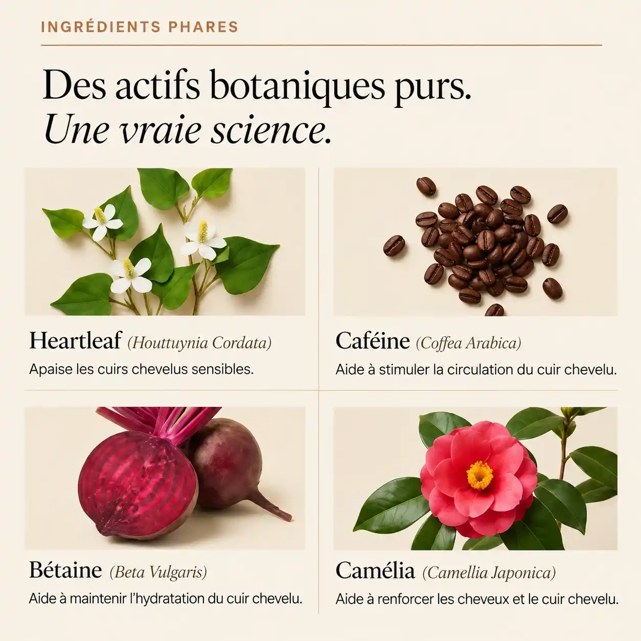 Ingrédients botaniques purs du sérum Kavira — heartleaf, caféine, bétaïne, camélia